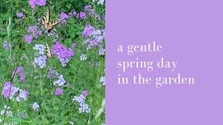 Dame's Rocket {False Phlox} In Spring