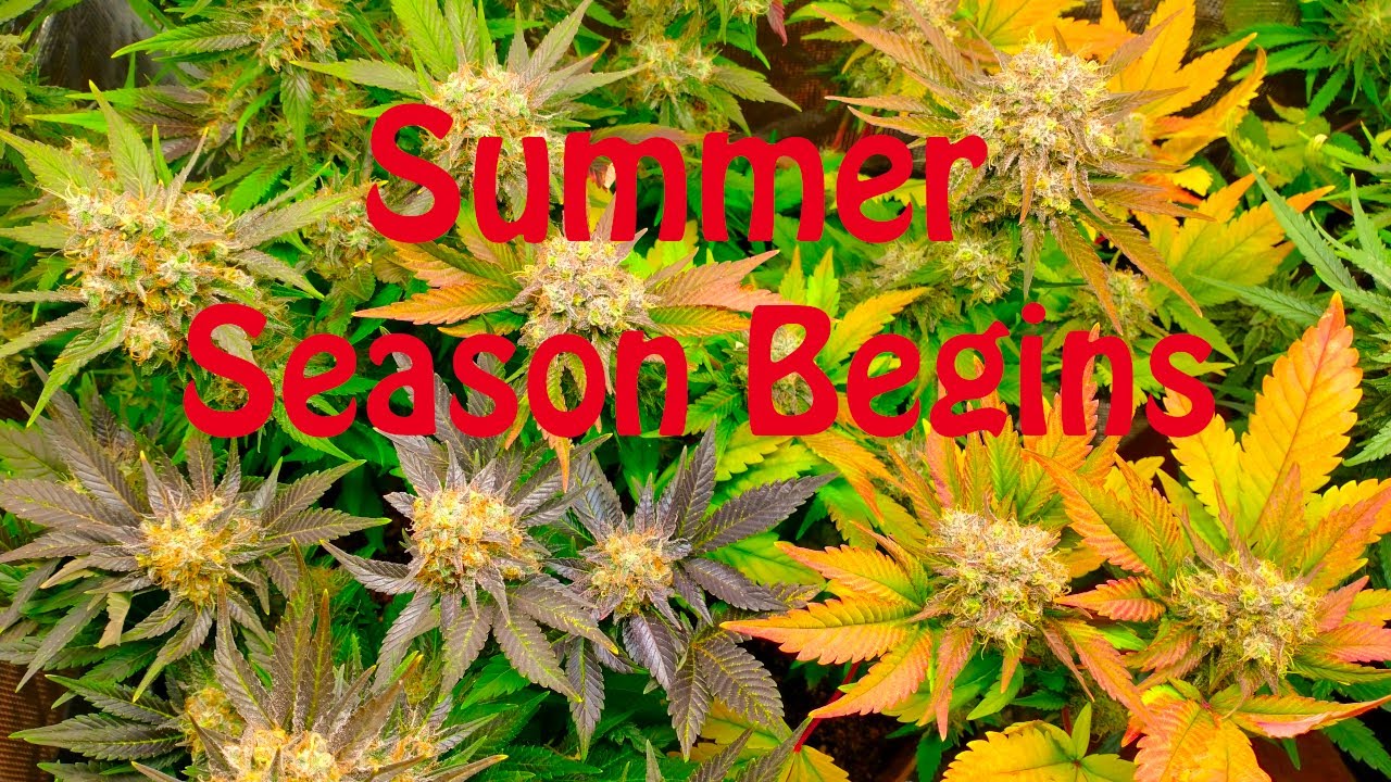 Summer seeds have been planted. Blue Dream and Grand Daddy Purple under the Viparspectra xs4000