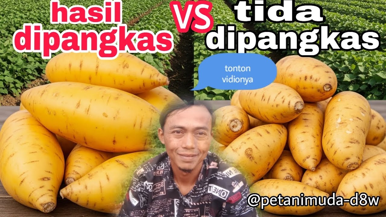 Rahasia ubijalar jumbo dipangkas vs tida dipangkas @petanimuda-d8w