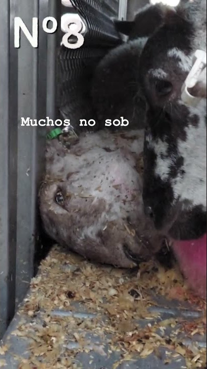 El viaje al matadero no es mejor que lo que vendrá después. 💔 #shorts