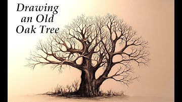 Drawing an Old Oak tree,Graphite pencil drawing