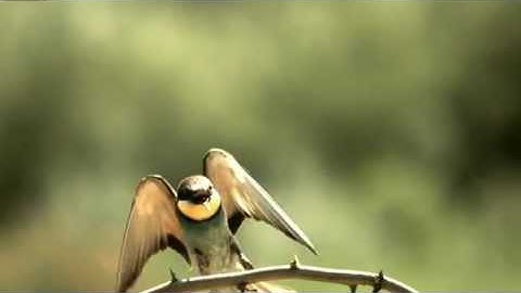 High-Speed Video Camera for slow motion recordings: Bird in flight