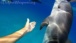 Being touched by a wild dolphin - no grabbing - let the dolphin touch you