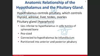 BIO 211 Lecture Chapter 17 Endocrine System Part 1