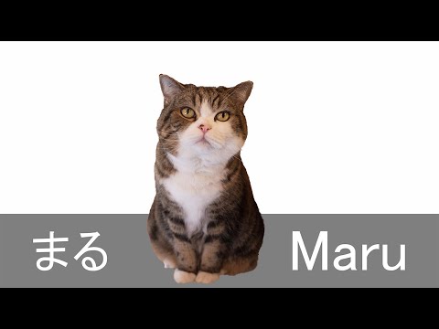 おやつ取れるかな選手権なねこ。-Cat's championship to take treats fast.-