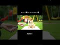 ずっと一緒にいたいからワン寿。#ワン寿 #ワンジュ #pr
