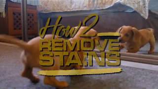How to get dog urine out of carpet 💦 Remove dog pee from your carpets