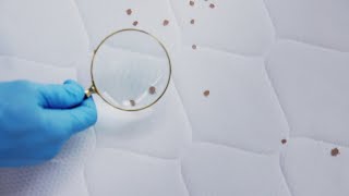 Celebrity How to search for bed bugs in a hotel room, Airbnb, or rental | 2 Wants to Know Profile