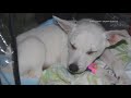 New details emerge in animal cruelty investigation in Middleburg
