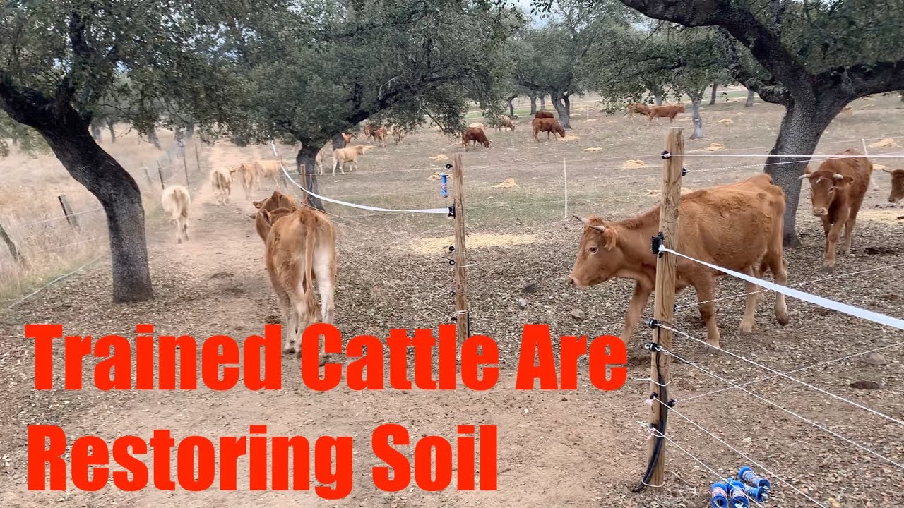 Trained Cattle Are Restoring Soil - YouTube