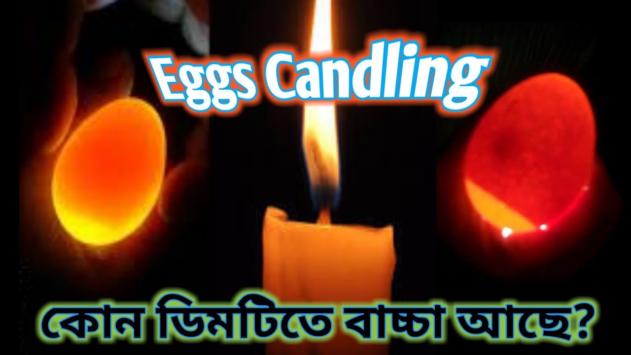 Chicken egg candling Day 1 To 21 A to Z chicken egg candling And