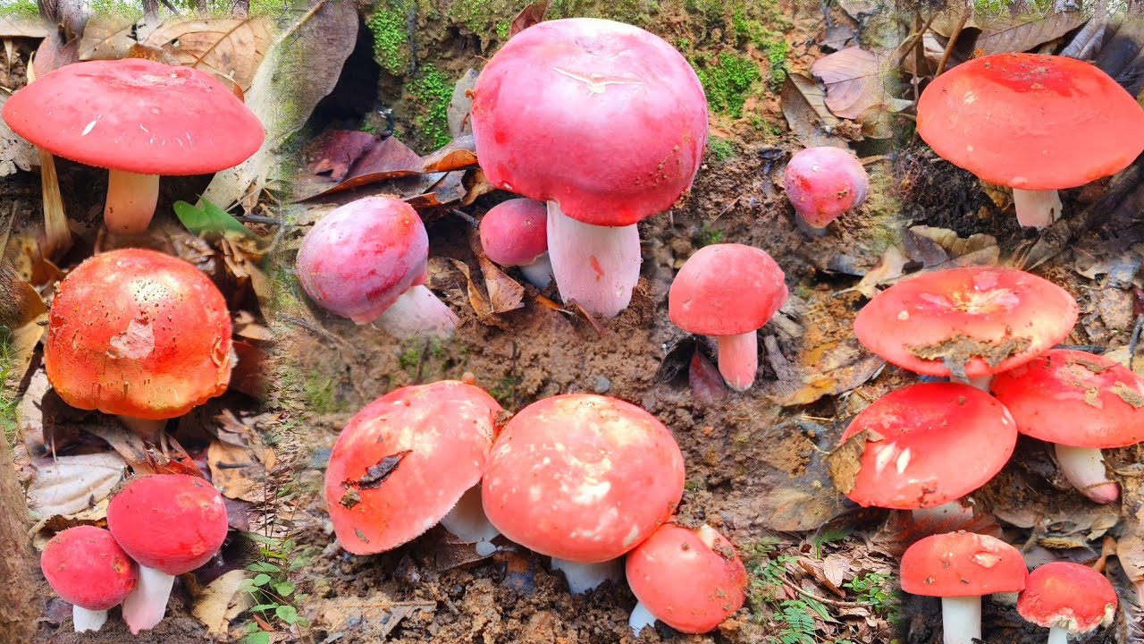 โคตรหมานเลยวันนี้เห็ดก่อแดงหลวงใหญ่จริงๆ สามต่าครับ 19 มิถุนายน 2568