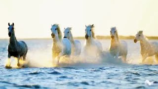 Musica Rilassante con Cavalli della Camargue screenshot 5