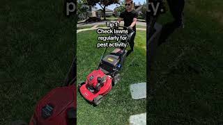 How to Pest Alert 🐛 – Simple Lawn Care Tips for Homeowners #GrubPrevention #ChinchBugs #SpringLawn
