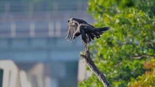 Fledging Eaglet