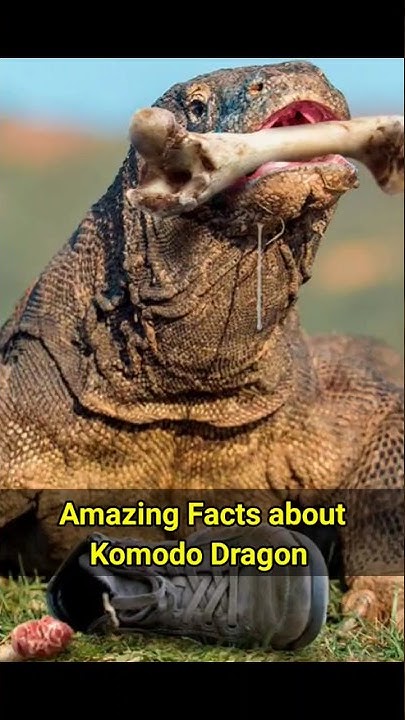 Amazing facts about Komodo Dragon #komodo #dragon #indonesia - YouTube