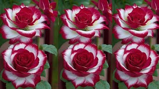 DIY Tutorial cara membuat Bunga Mawar dari Plastik Kresek | How to make Rose Flower from Plastic Bag