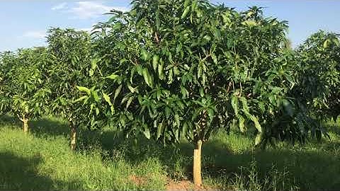 Xoài cát Hòa Lộc : tản mạn về cách trồng, chăm sóc, xử lý ra hoa!.