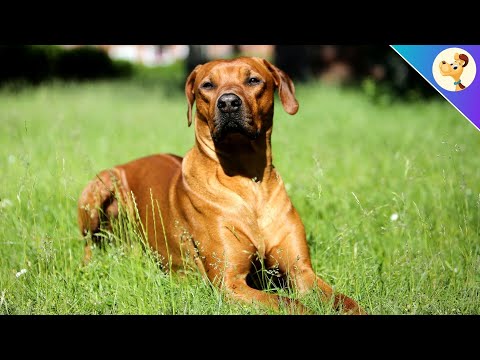 Video: Wie man einen Hund eine Darmbewegung machen lässt