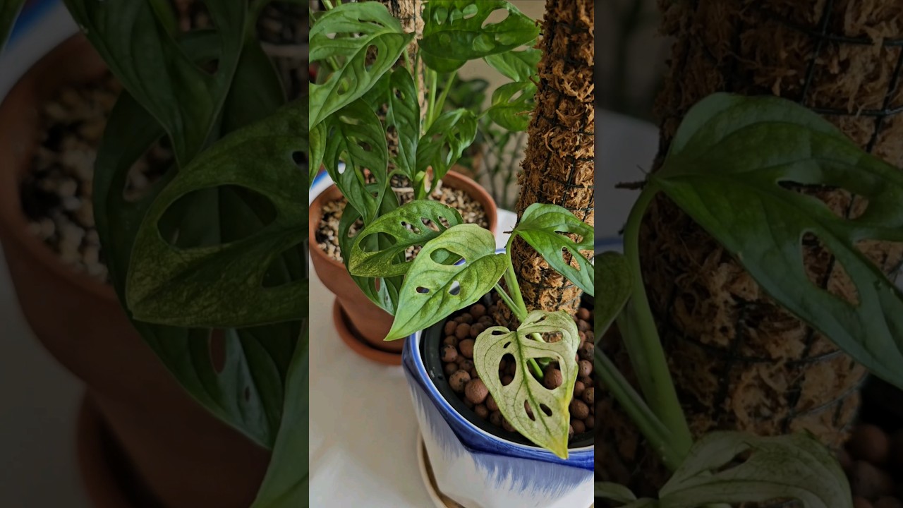 Monstera Adansonii - Archipelago Ghost Vs. Non Variegated  #monstera # adansonii #variegated - YouTube