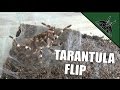 Tarantula prepares for molt - INCLUDING THE FLIP!!