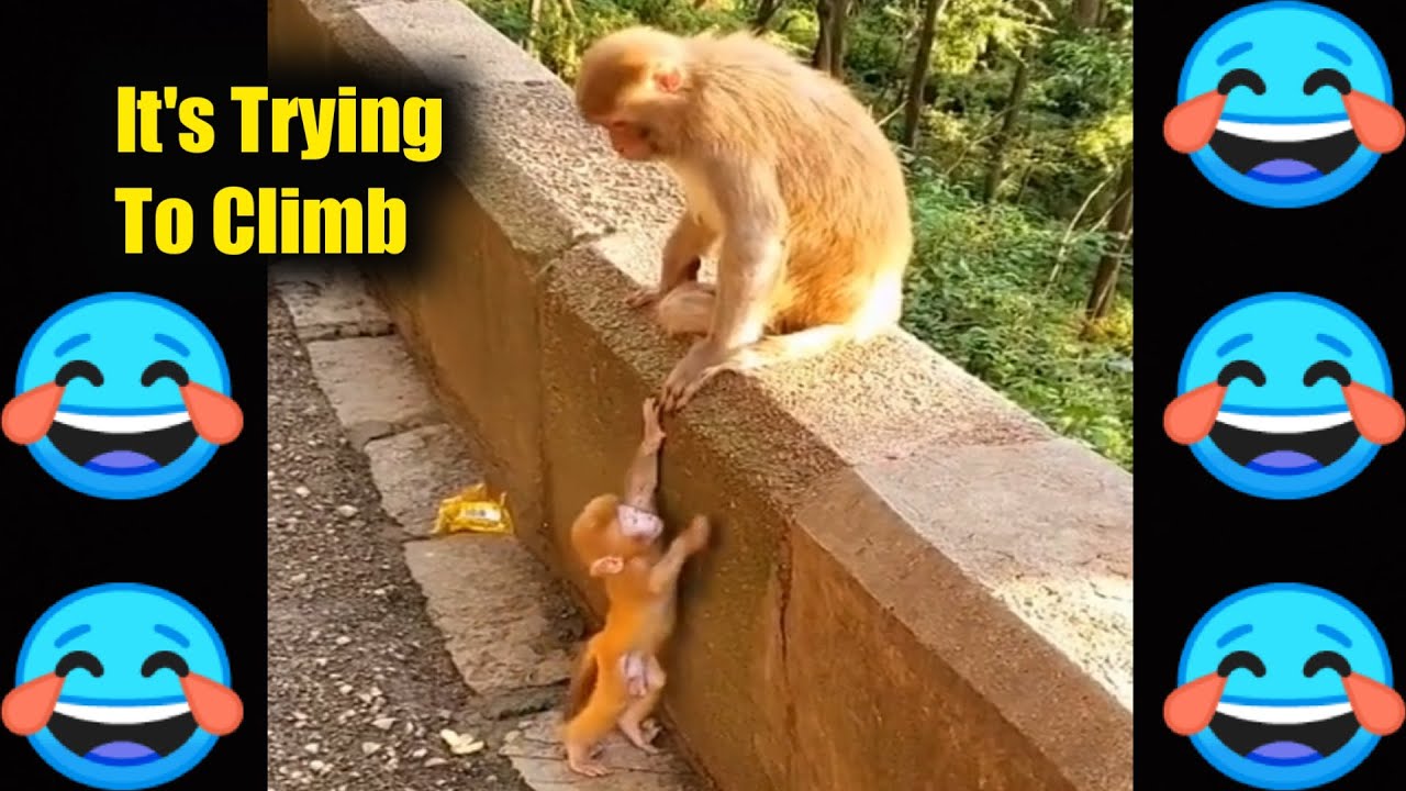 funny monkey😂 Funny monkey compilation 2020 😂funny monkey doing stupid things
