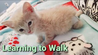 Kitten saved from euthanasia learns to walk | Meet SJ the manx kitten by Kitty Committee 153 views 3 years ago 30 seconds