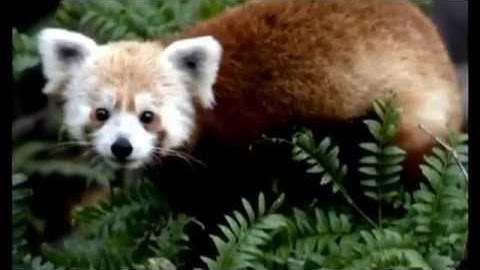 Rusty, the runaway red panda is found