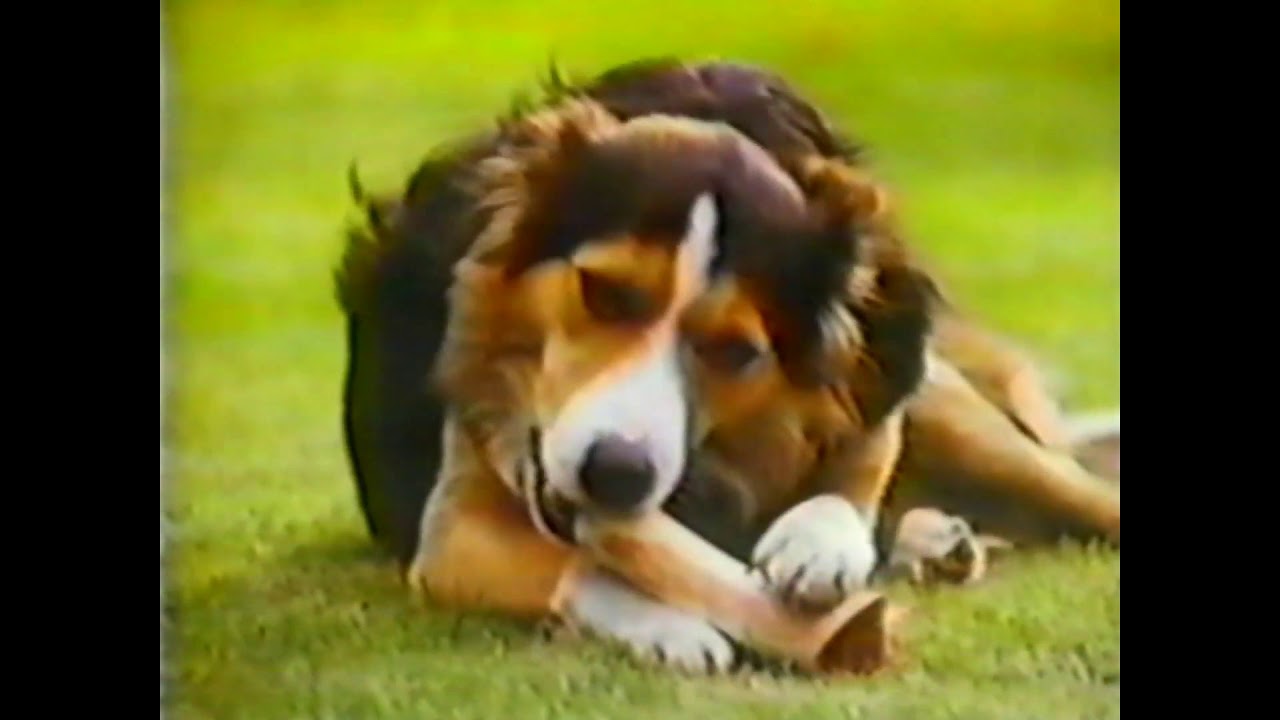 Pal Dog Food TV Commercial 1983 - YouTube