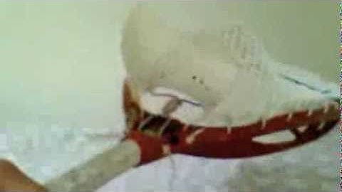 Stx Eclipse Stringing