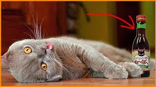 ЧТО пьют "ЭЛИТНЫЕ" КОТЫ? ЧТО пьют "ЭЛИТНЫЕ" КОТЫ?