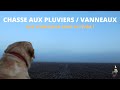 Chasse aux pluviers dor et vanneaux hupp  les vanneaux sont arrivs