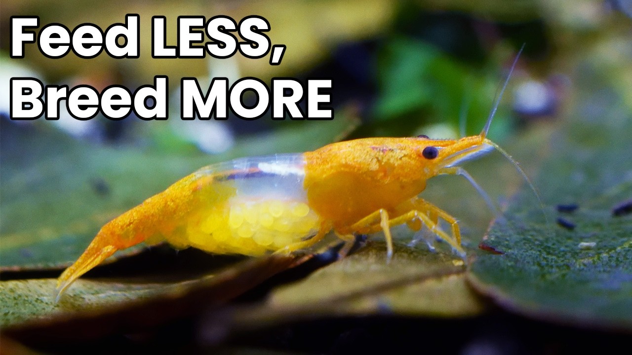 Cherry Shrimp Feeding & Breeding Guide (What Actually Works)