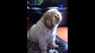 Pedigree Shih tzu dog wanting to go for a walk making loud howling ...