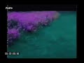 Purple - pGb x Wink (Official Purple)