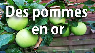Pommiers, Récolte 2019 d'une pomme en or