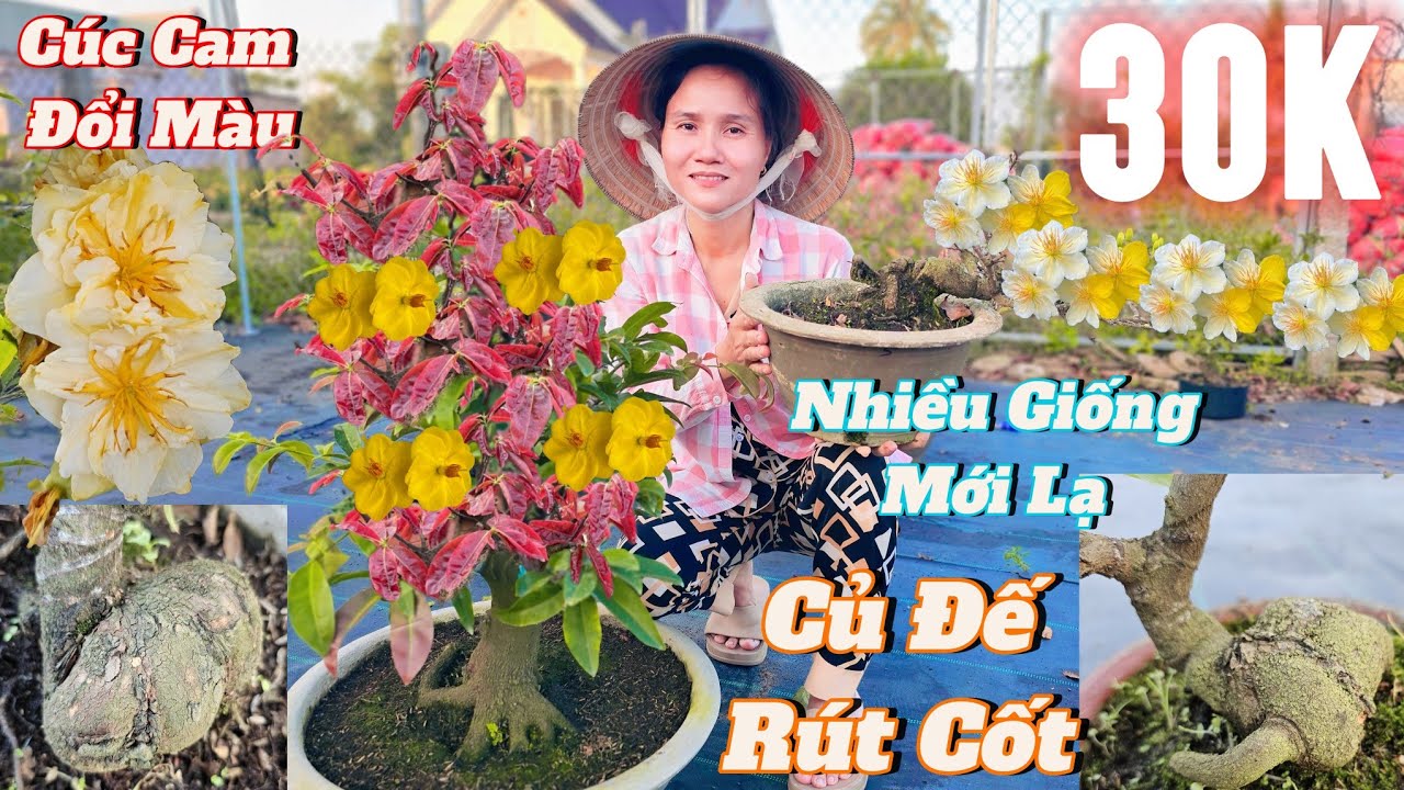 3/3☎️Mai Vàng Giá Rẻ☎️0336228411 Chị Bé☎️Vườn Giao Lưu Nhiều Loại Mai Giống Mới Giá Rẻ Chỉ 30K