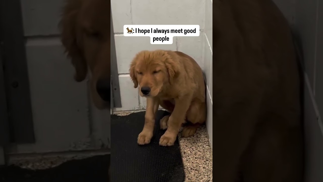 Puppies are lifetime commitments... 