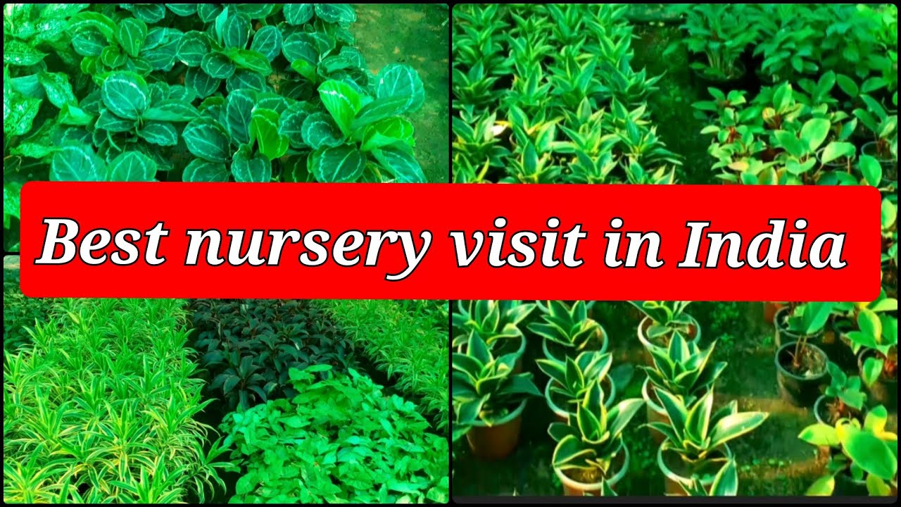 Cheapest Nursery in delhi Best Nursery in Noida Sabse sasta