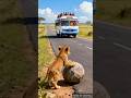 The Cub Blocked The Bus S Path And Saved All The Passengers Ai Cow Save Bus