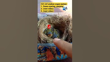 Ciri-ciri anakan sogon jantan dan betina | #1