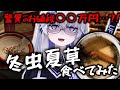 【超高級食材】その本体は虫に寄生したキノコ…?!冬虫夏草を食べてみたら意外な結果に…!【VEE/亞生うぱる】