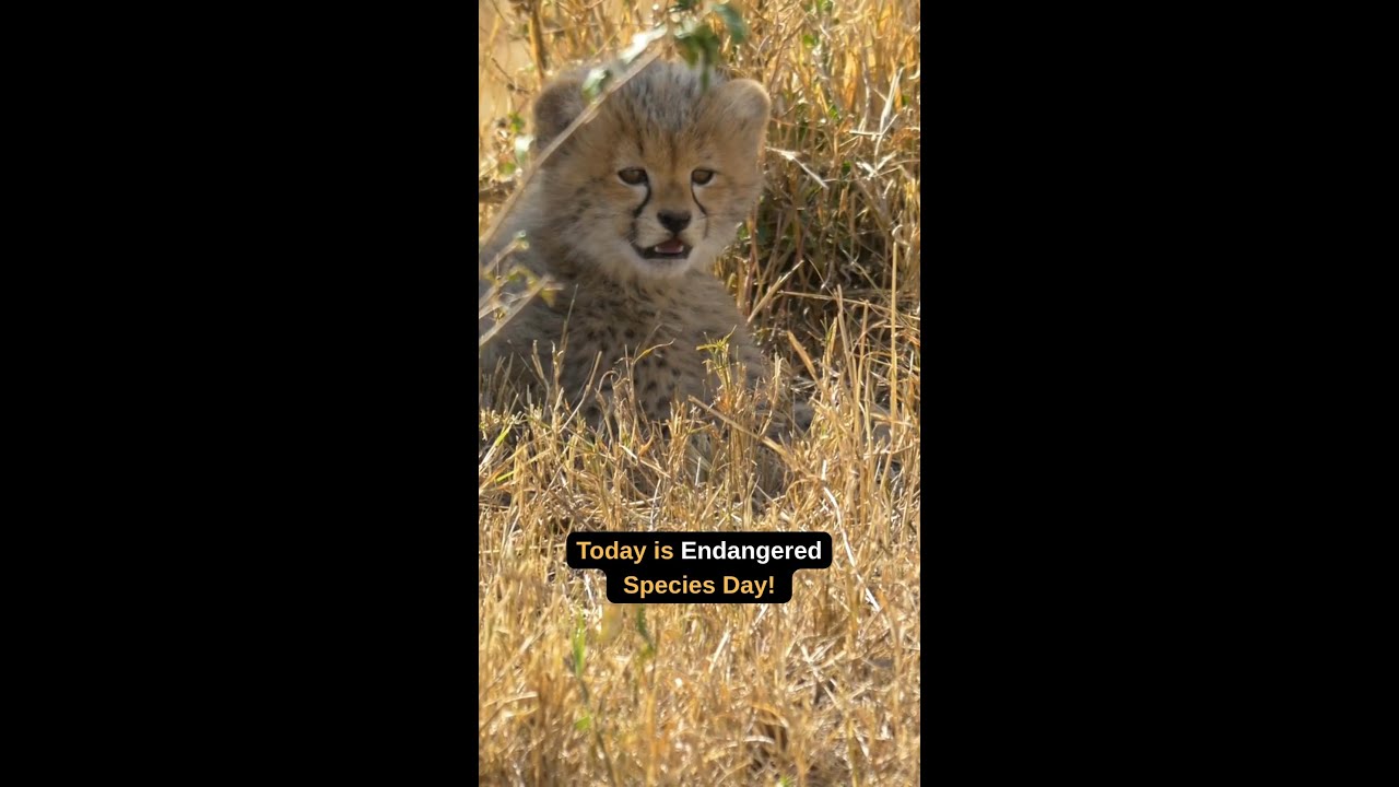Endangered Species Day - YouTube