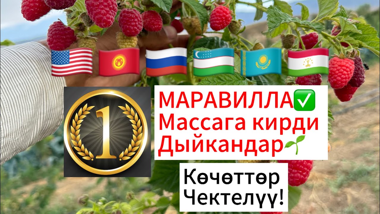 Маравилла Сорту бойунча баардык сууролорго жооп бердик✅#аксы #кыргызстан #ош #чуй #ташкент #баткен