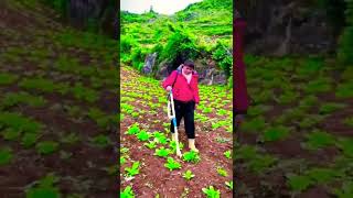AMAZING SKILL FARMER #shorts #pertanian #petani #petanimuda #farm #farmer #modern #amazing #tiktok