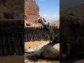African Giant Condor Sound Effect