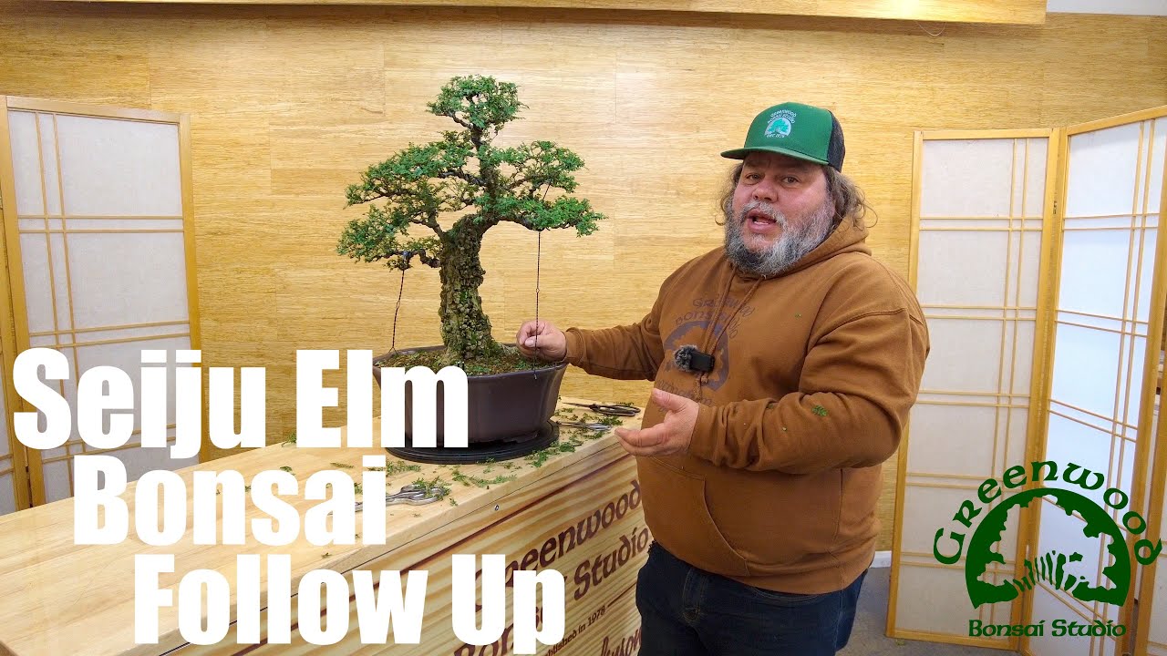 Deciduous Bonsai Improvement - Revisiting The Seiju Elm - Greenwood Bonsai  Studio