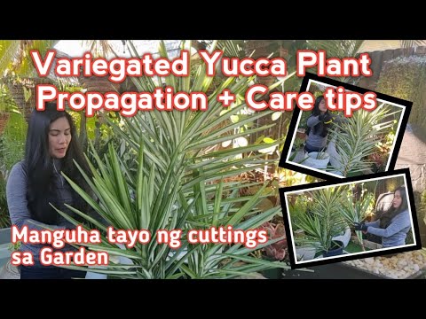 Video: Yucca Sa Bahay