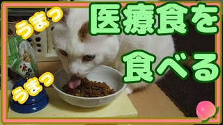 猫のキクちゃんの医療食探し（ドクターズケア）☆Kiku-chan, a cat, looking for medical food