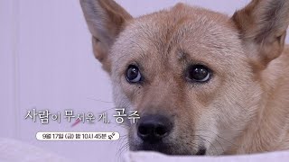 #shorts) 사람이 무서운 개, 공주 예고편_9월 17일 (금)_밤 10시 45분 본방사수